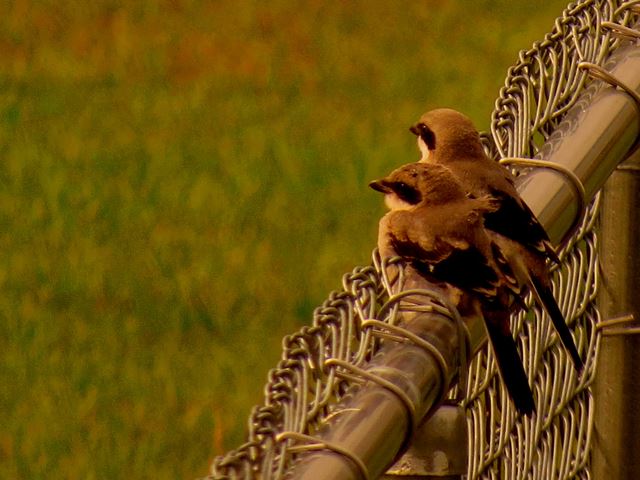 Loggerhead Shrike