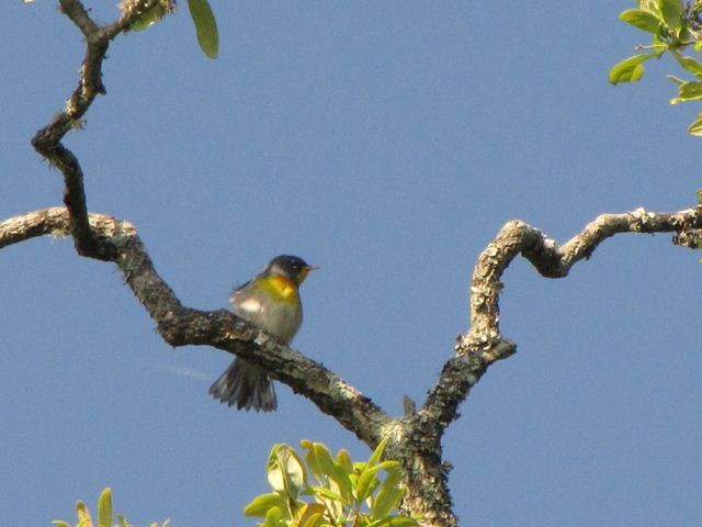 Northern Parula