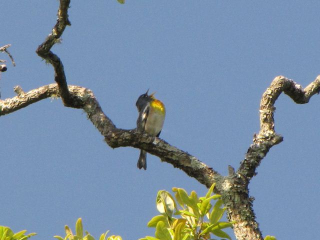 Northern Parula
