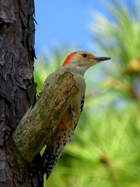 Red-bellied Woodpecker