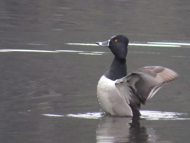 Ring-necked Ducks