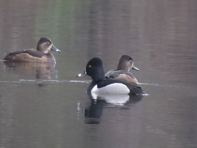 Ring-necked Ducks