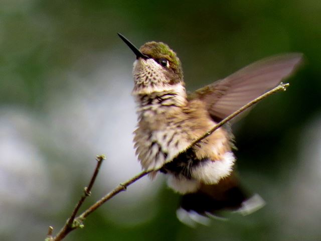 Ruby-throated Hummingbird