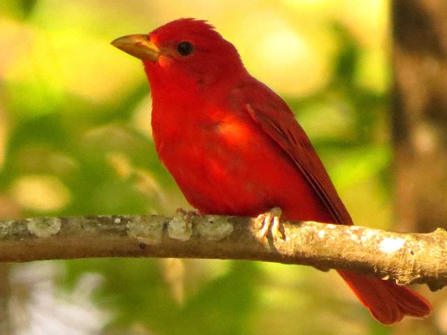 Summer Tanager