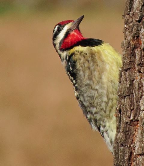 Yellow-bellied Sapsucker