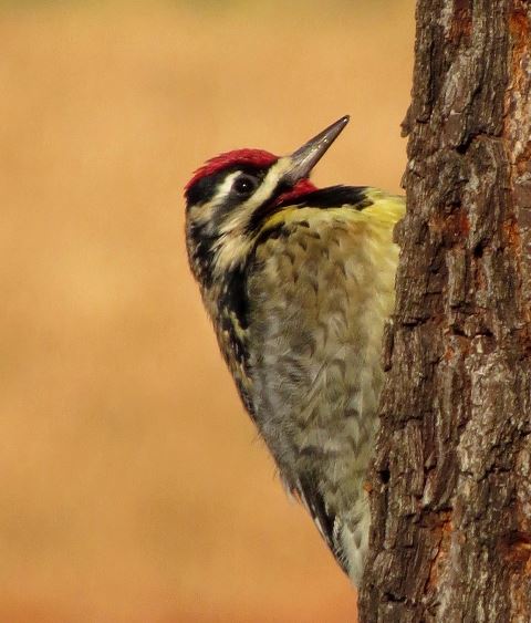 Yellow-bellied Sapsucker