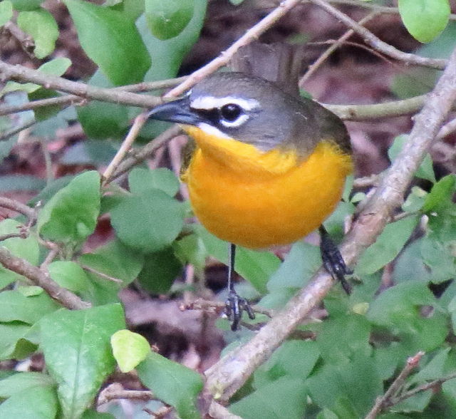 Yellow-breasted Chat