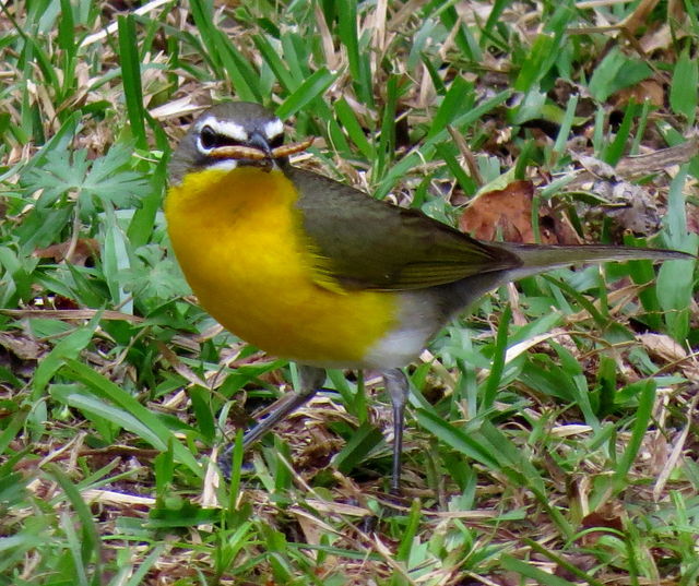 Yellow-breasted Chat