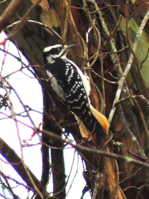 Hairy Woodpecker