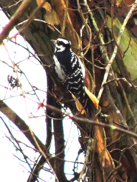 Hairy Woodpecker