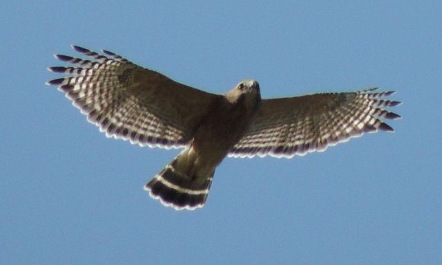 Red-shouldered Hawk