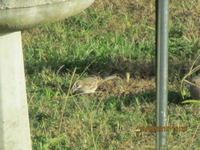 Lark Sparrow
