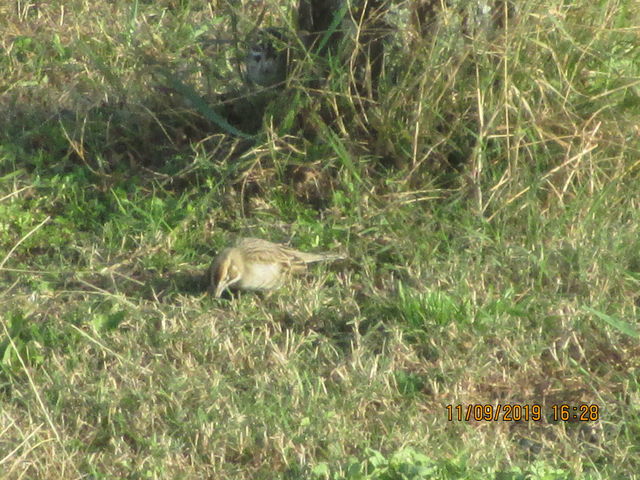 Lark Sparrow