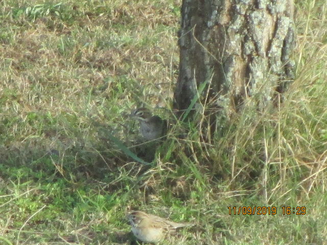 Lark Sparrow