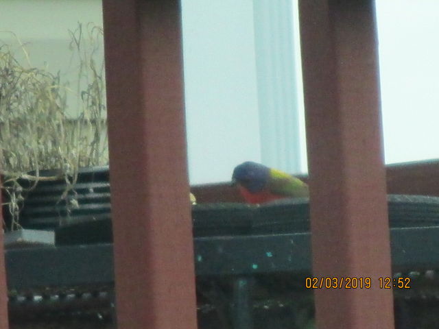 Painted Bunting