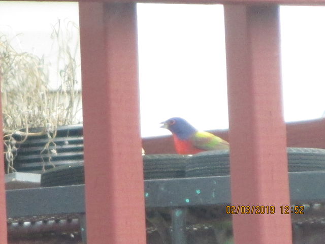 Painted Bunting