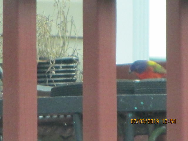 Painted Bunting
