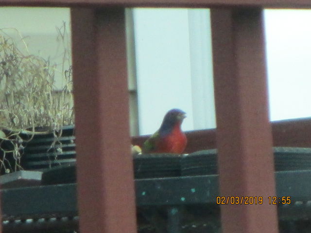 Painted Bunting