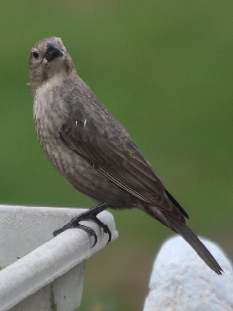 Brown-headed Cowbird