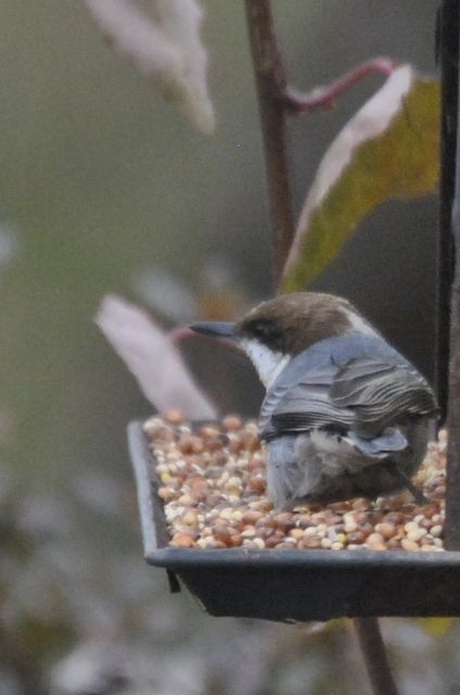 Brown-headed Nuthatch