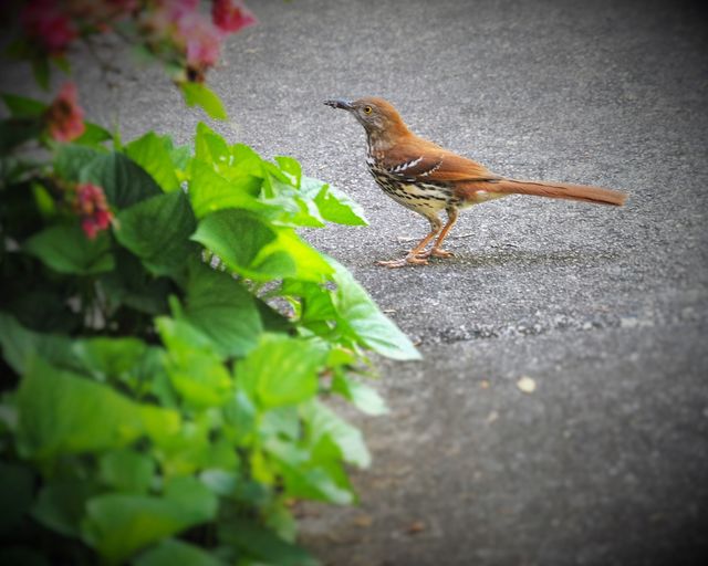 Brown Thrasher