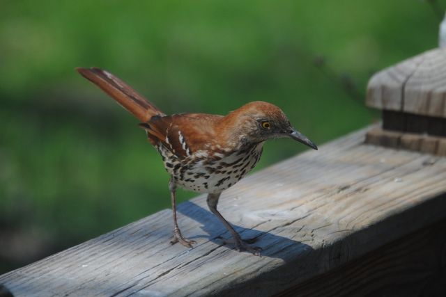 Brown Thrasher