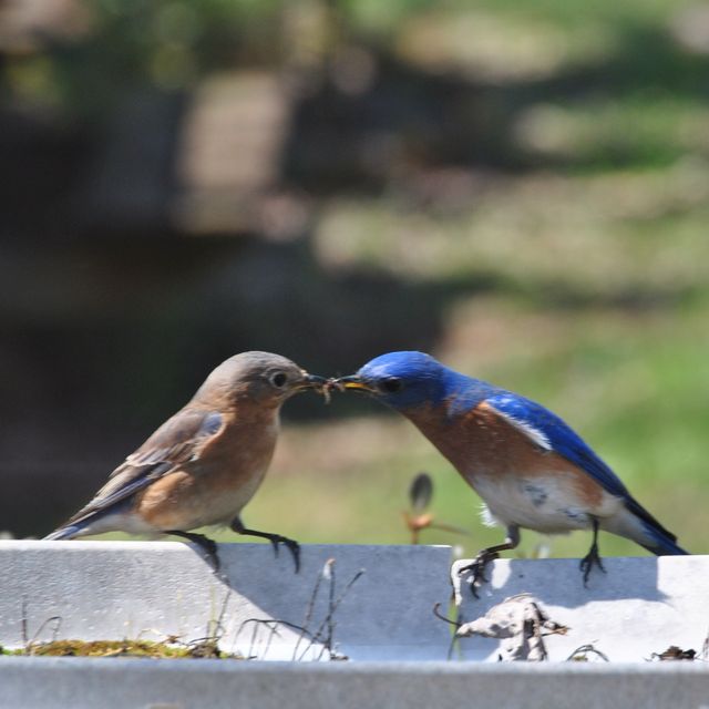 Eastern Bluebird