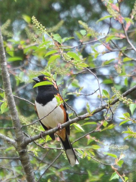 Eastern Towhee