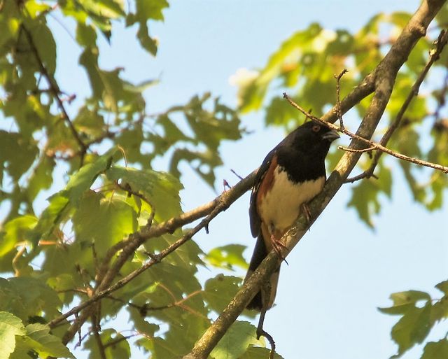 Eastern Towhee