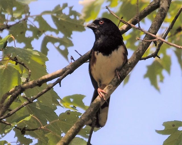 Eastern Towhee