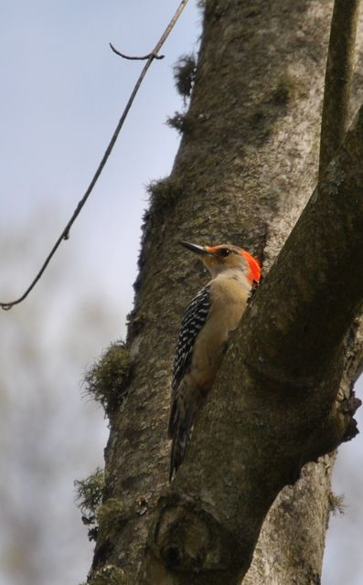 Red-bellied Woodpecker