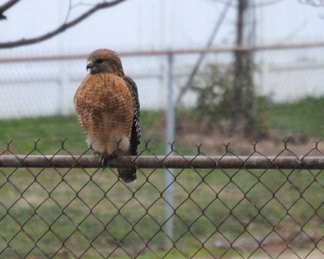 Red-shouldered Hawk