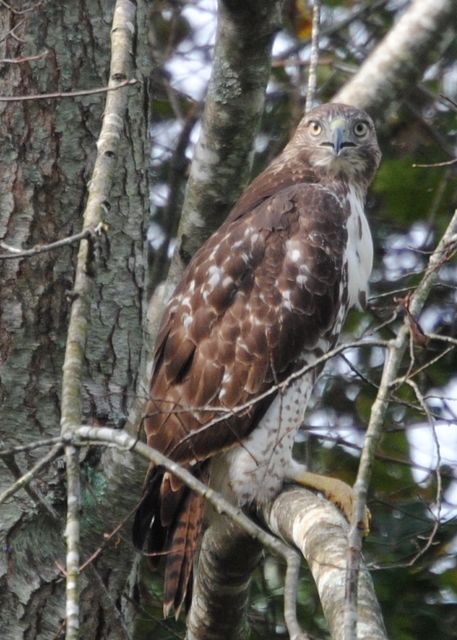 Red-tailed Hawk