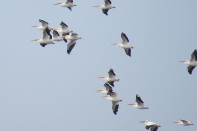 American White Pelican