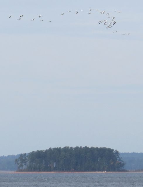 American White Pelican