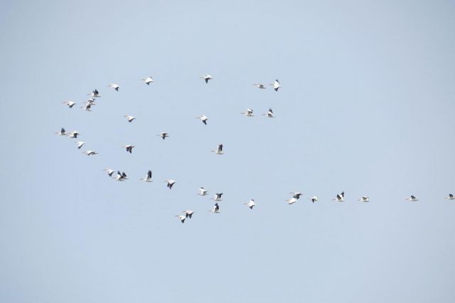 American White Pelican