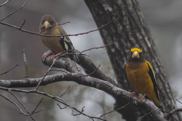 Evening Grosbeak