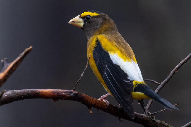 Evening Grosbeak