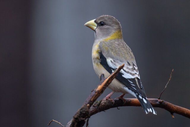 Evening Grosbeak