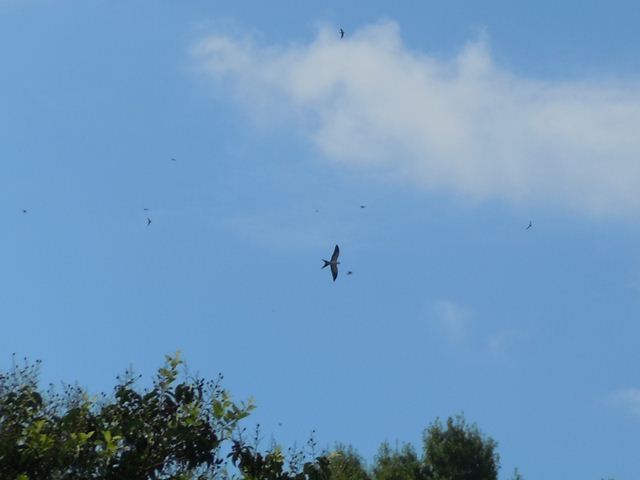 Swallow-tailed Kite