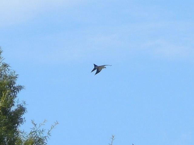 Swallow-tailed Kite