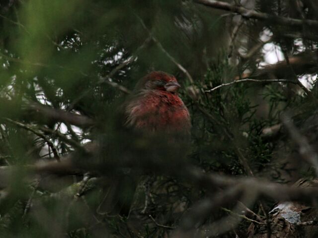 House Finch