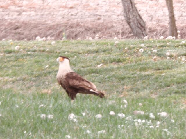 Crested Caracara