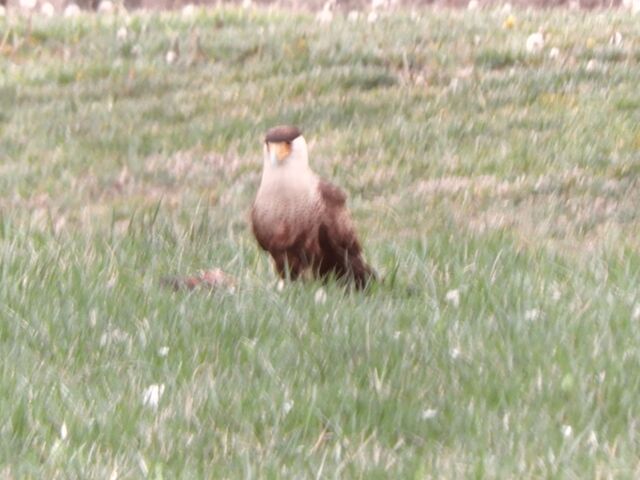 Crested Caracara