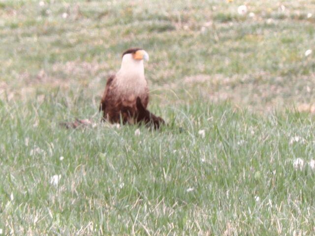 Crested Caracara
