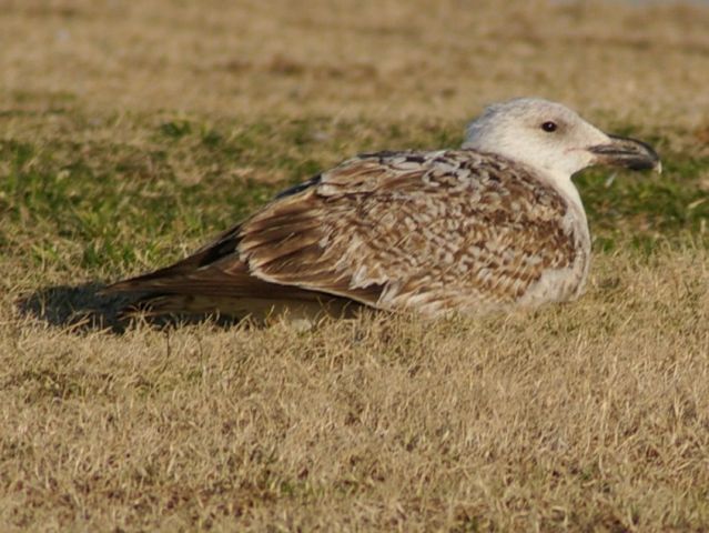 Great Black-backed Gull
