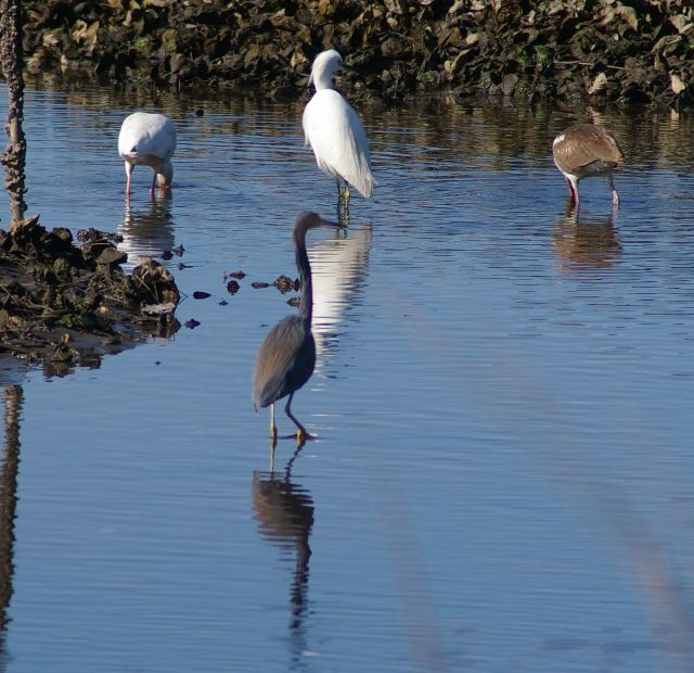 Tricolored Heron, Snowy Egret, and White Ibises