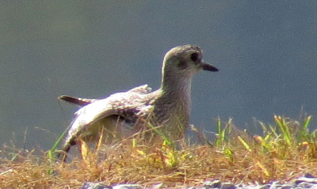 Black-bellied Plover