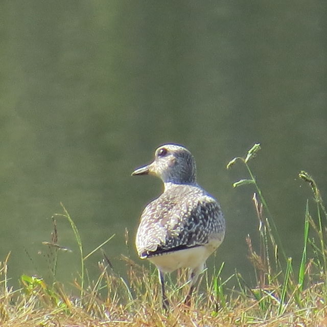 Black-bellied Plover