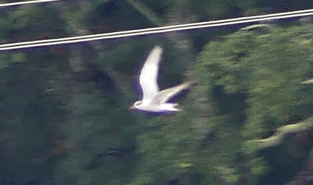 Forster's Tern